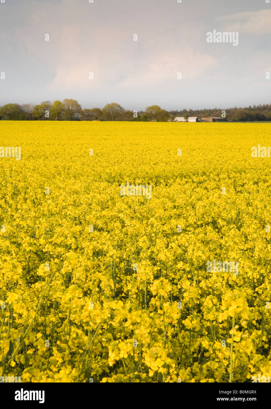 A crop of Oil Seed Rape Stock Photo - Alamy