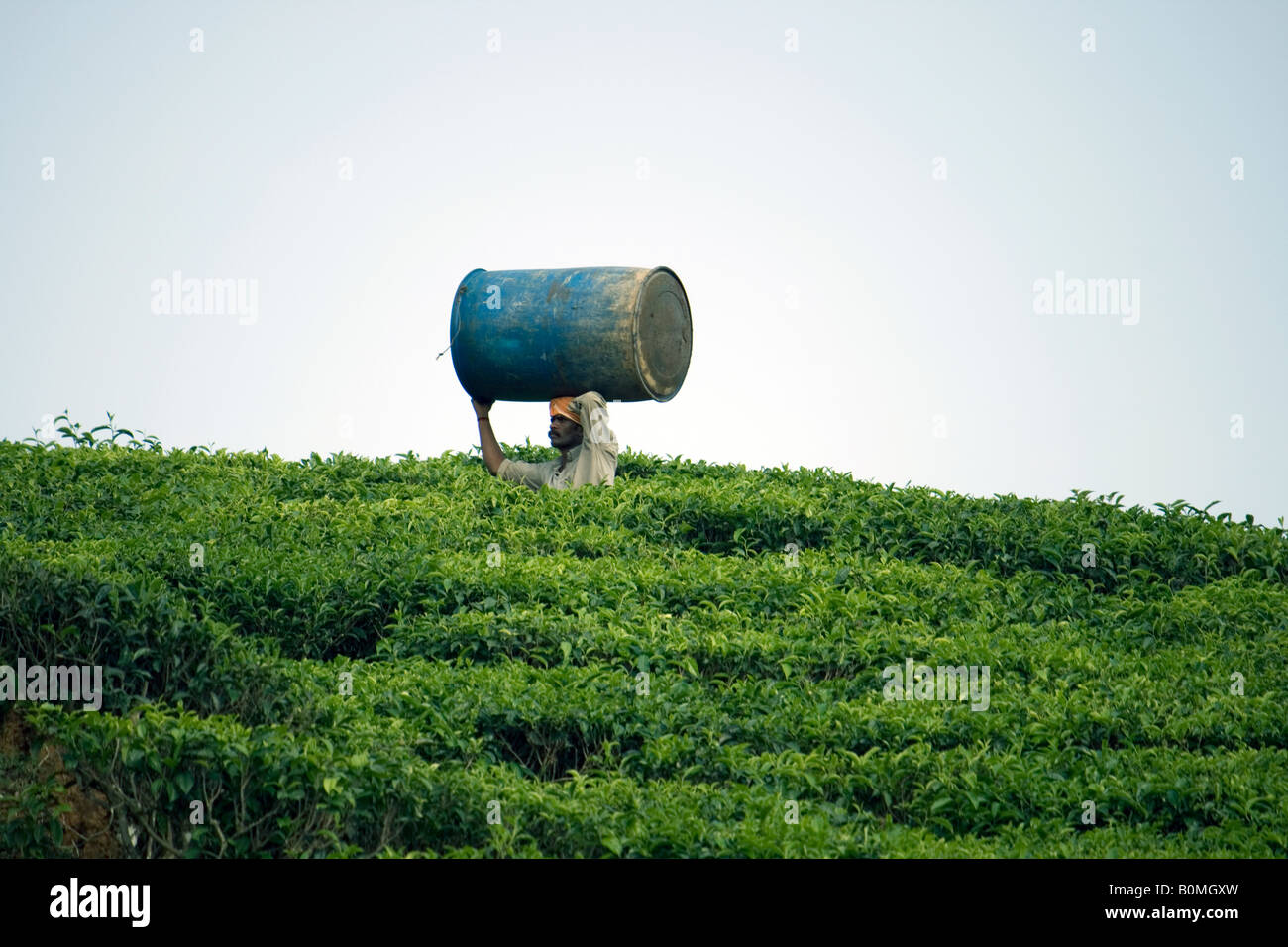 Man carrying tea leaves Stock Photo