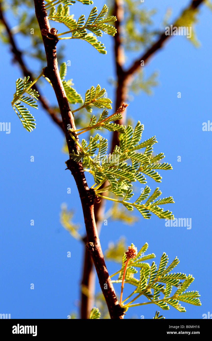 Timna Valley Park , in the Negev desert , acacia tree with leaves and thorns in the desert Stock Photo