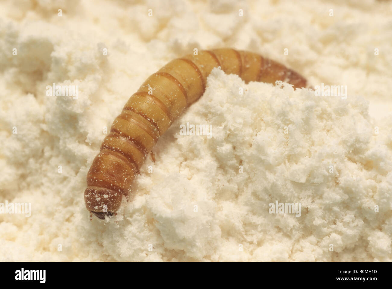 Mealworm in flour, bug, pest, spread of germs, USA Stock Photo