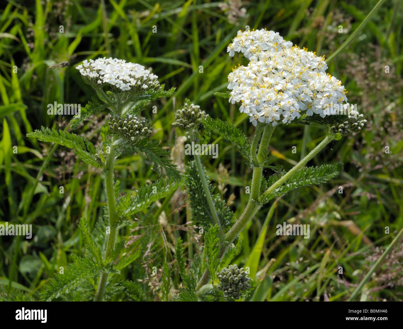 Yarrow, achillea millefolium Stock Photo