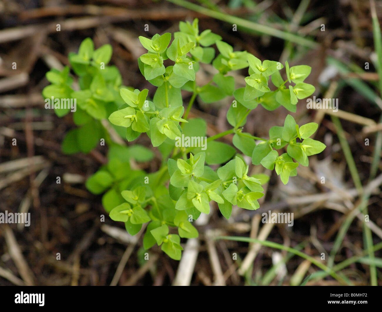 Petty Spurge, euphorbia peplus Stock Photo