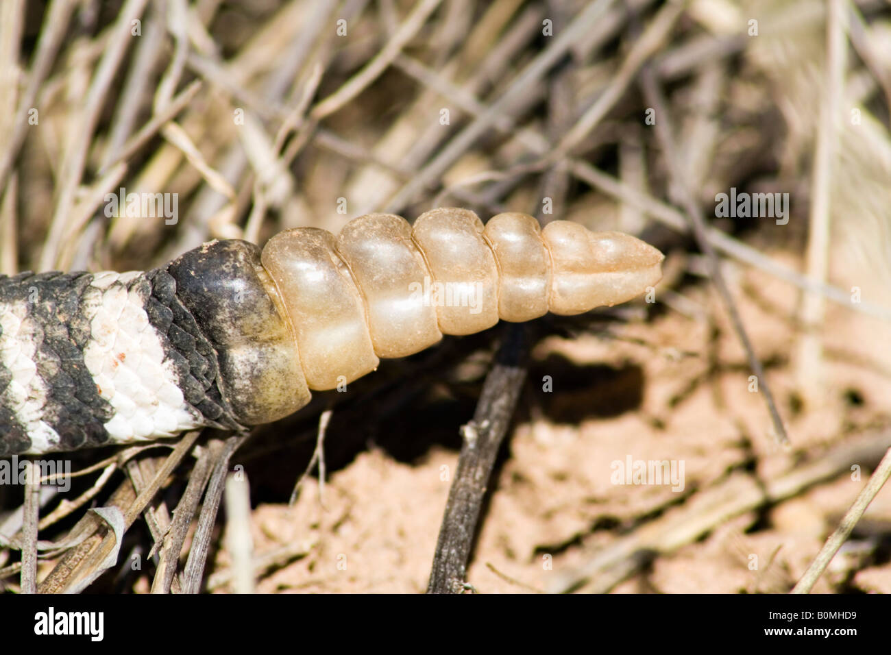 Rattle of Mojave rattlesnake (Crotalus Scutulatus), Arizona, USA Stock Photo