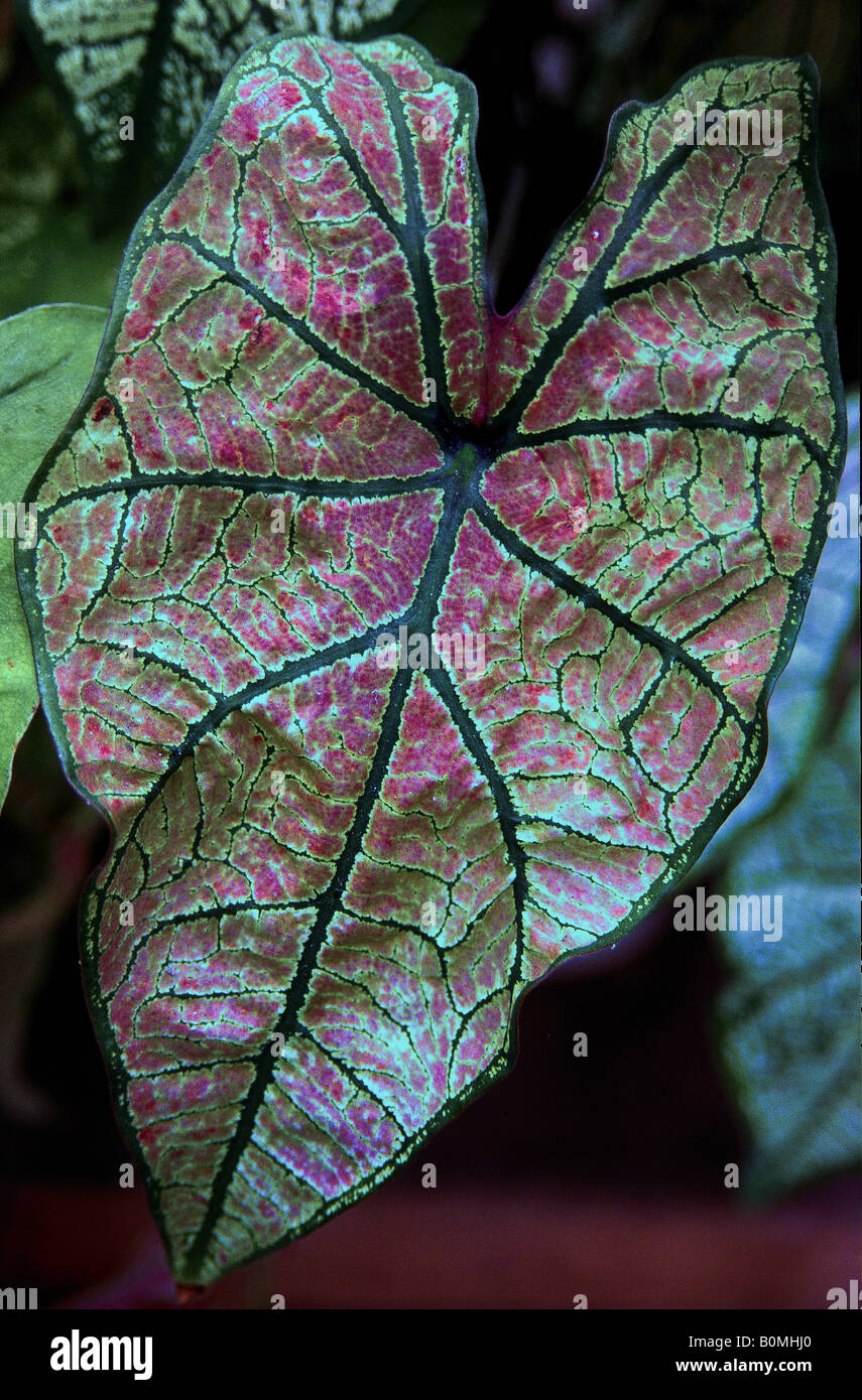Decorative red and green coloured leaf photographed at Victoria on
