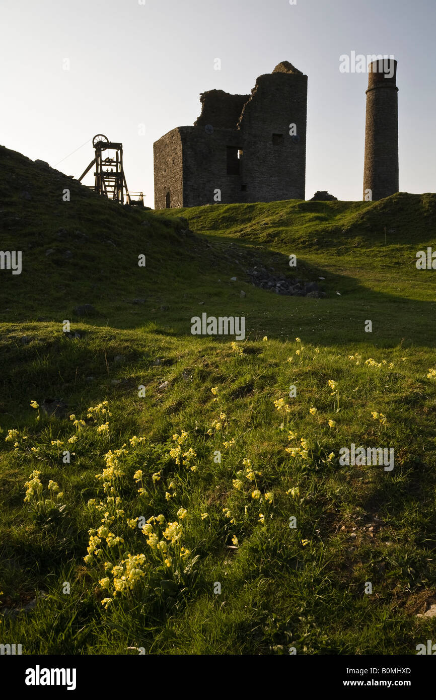 Cowslips growing at Magpie Mine (disused lead mine) near Sheldon, Peak District National Park, Derbyshire, England Stock Photo