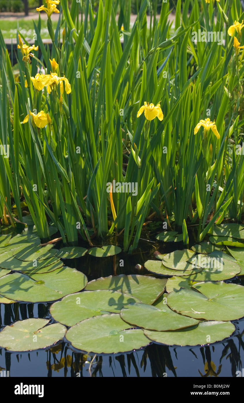 Yellow Flag Irises (Iris pseudacorus) in bloom in garden pond in Spring in UK Stock Photo