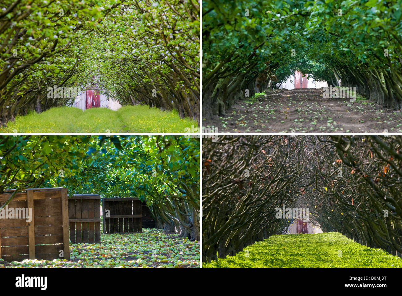 The same row of trees in an apple orchard leading to a barn door shown in four seasons, spring, summer, autumn, and winter. Stock Photo