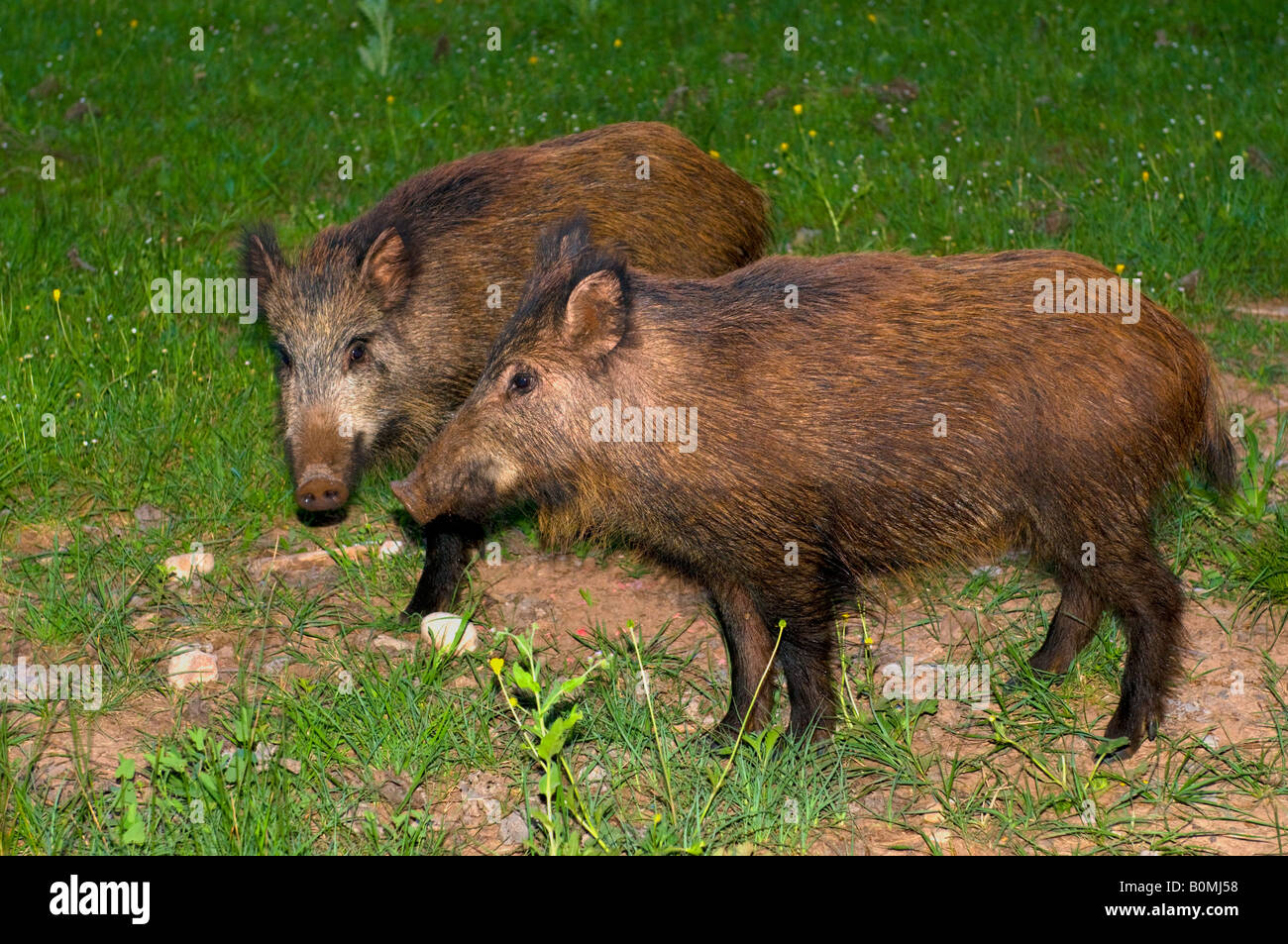 Pareja de jabalíes en la Sierra de Segura Stock Photo