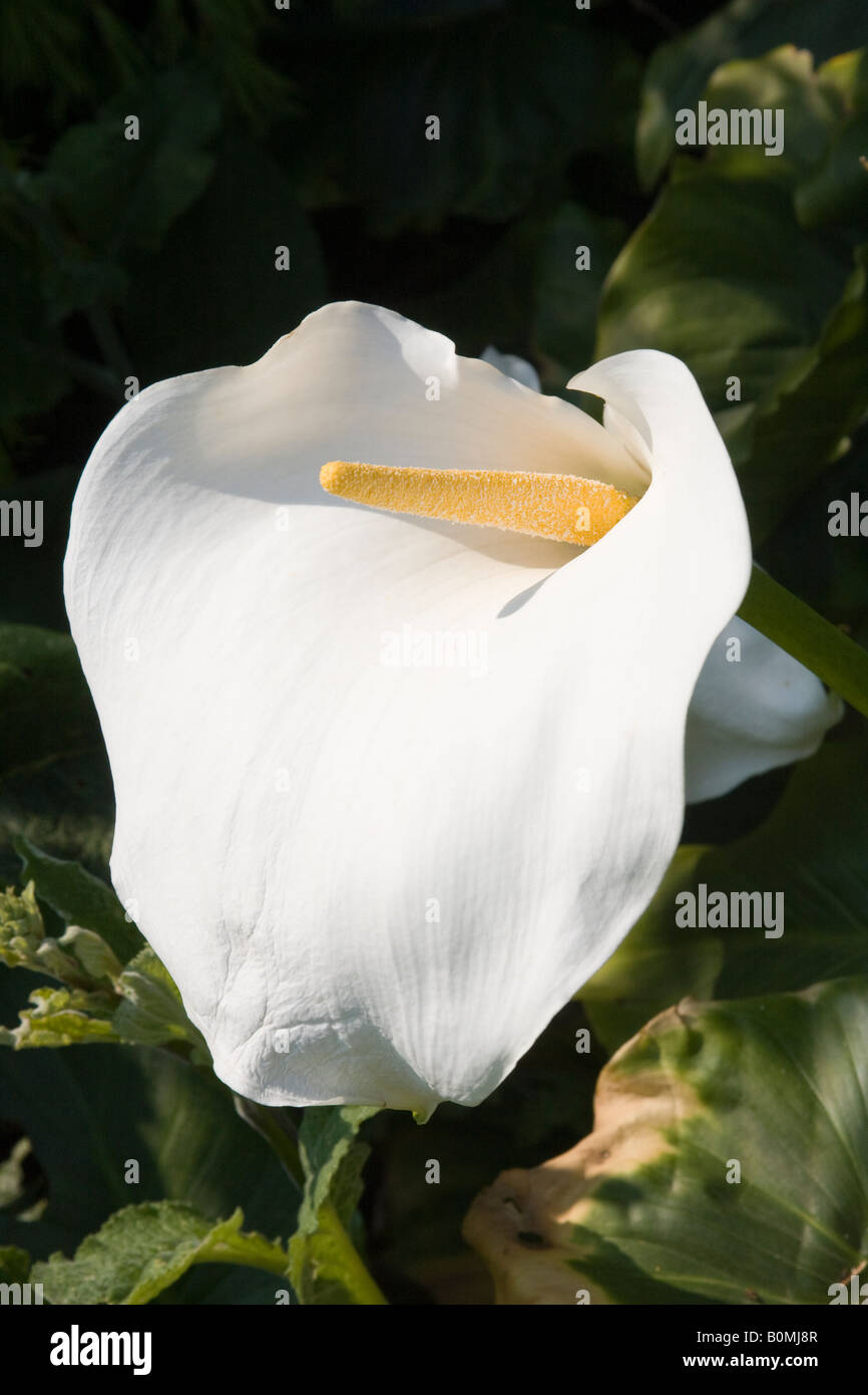 Close up of a white Arum lily (Zantedeschia aethiopica) with yellow spadix in bloom in Spring Stock Photo