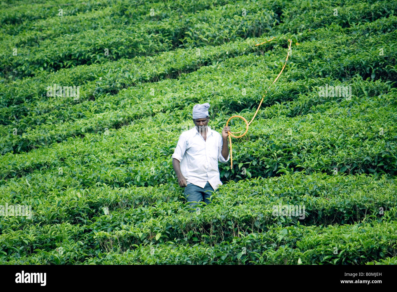 Tea plantation worker Stock Photo Alamy