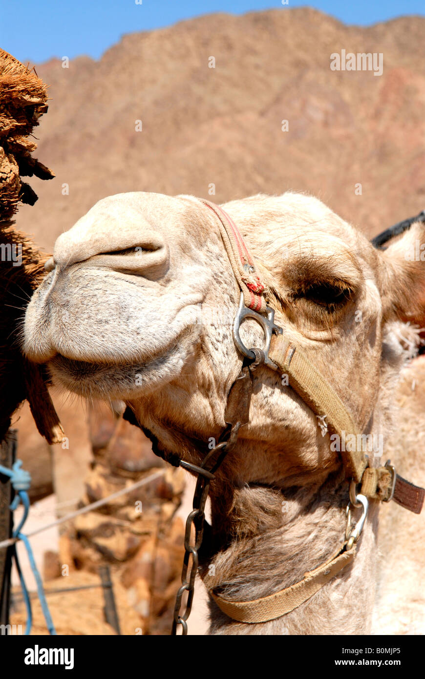 Avrum High Resolution Stock Photography and Images - Alamy