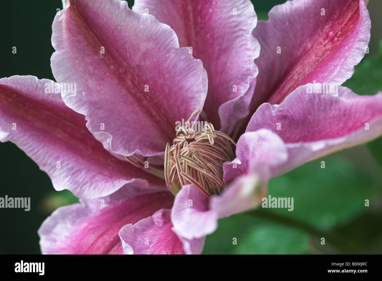 Close up of a pink petals from the flower of a Dr Ruppel Clematis plant Stock Photo