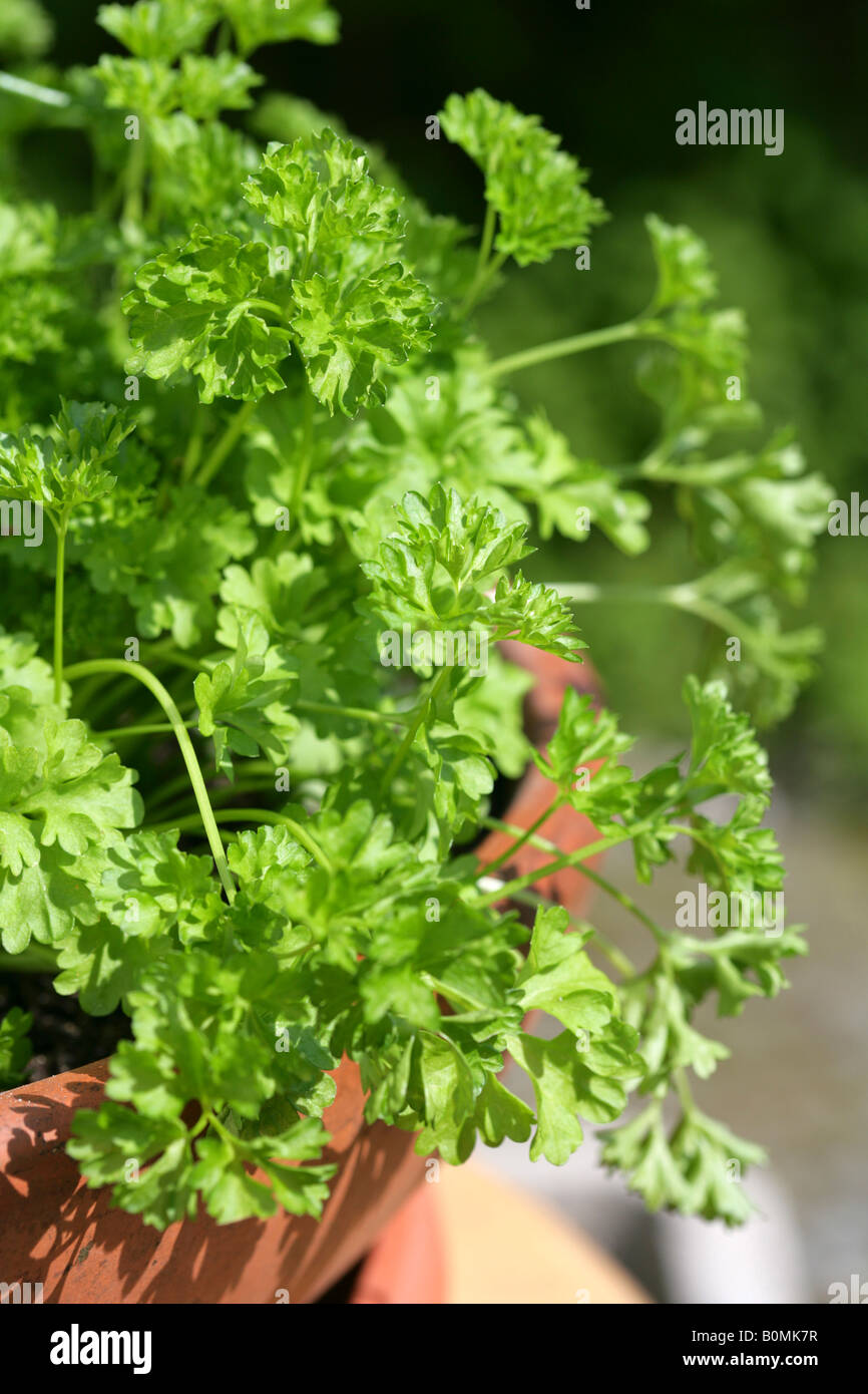 parsley [Petroselinum crispum] Stock Photo