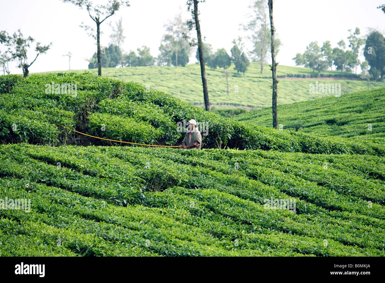 Man watering tea plants Stock Photo