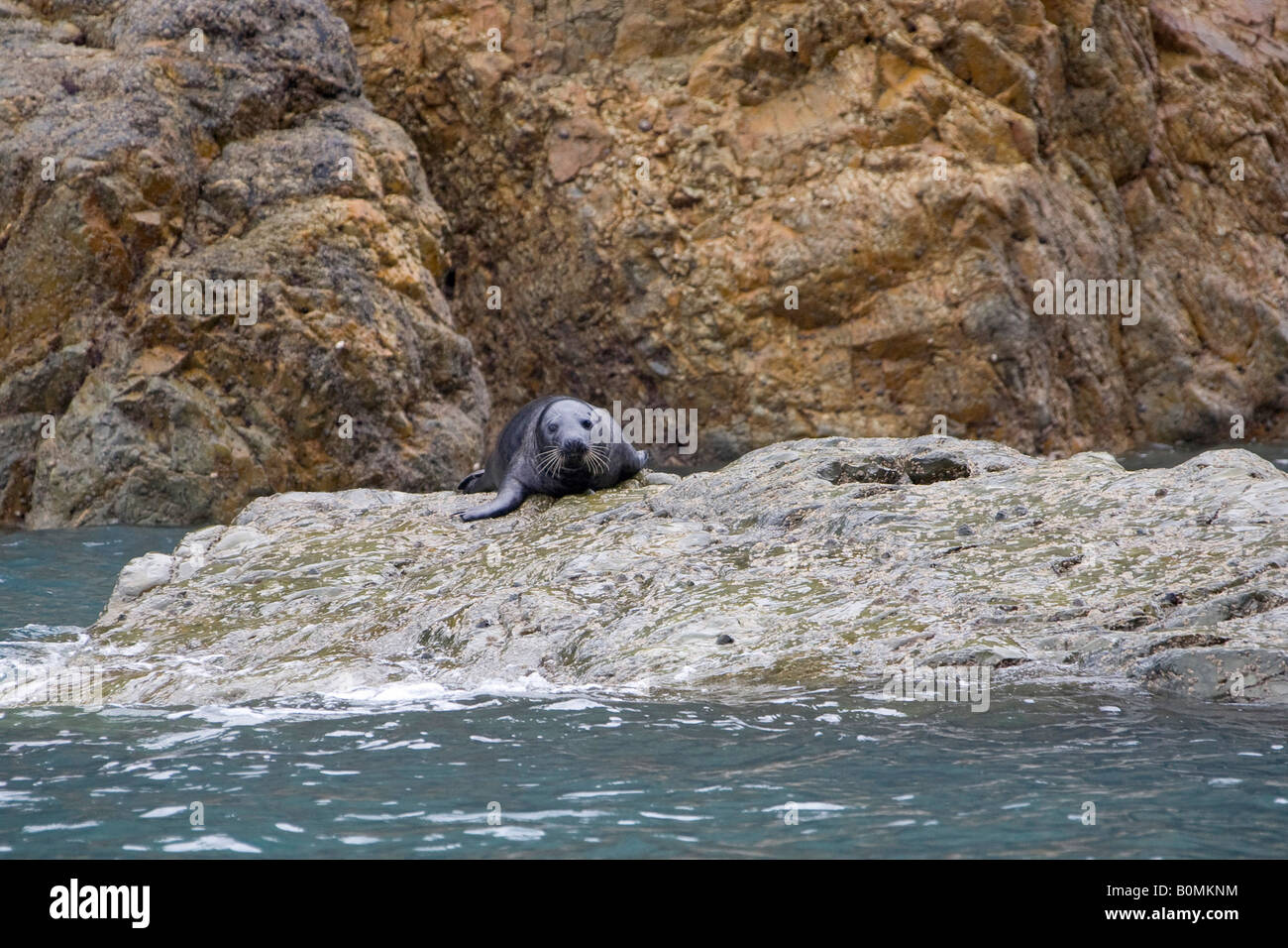 Atlantic grey seal basking on rock by sea, facing, horizontal Pembrokeshire national park coast. Wales, UK. 83716 Seals Stock Photo