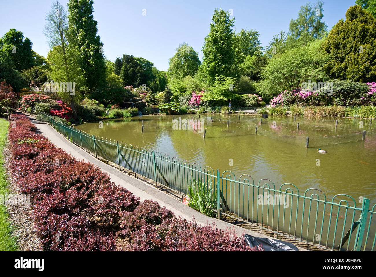 Pond in public park walton gardens warrington Stock Photo Alamy