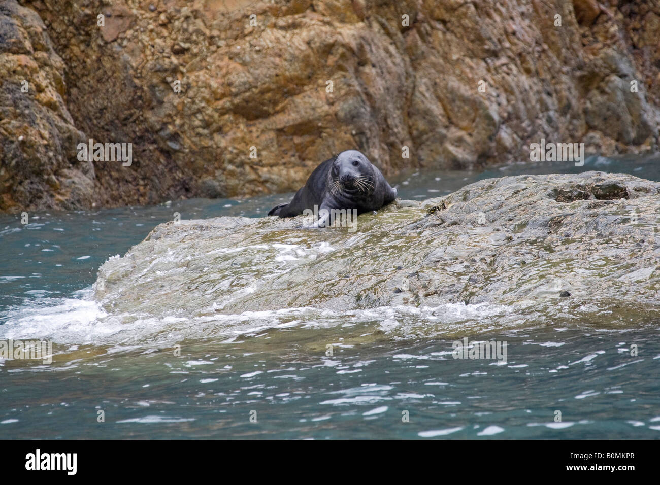 Atlantic grey seal basking on rock by sea, facing, horizontal Pembrokeshire national park coast. Wales, UK. 83717 Seals Stock Photo