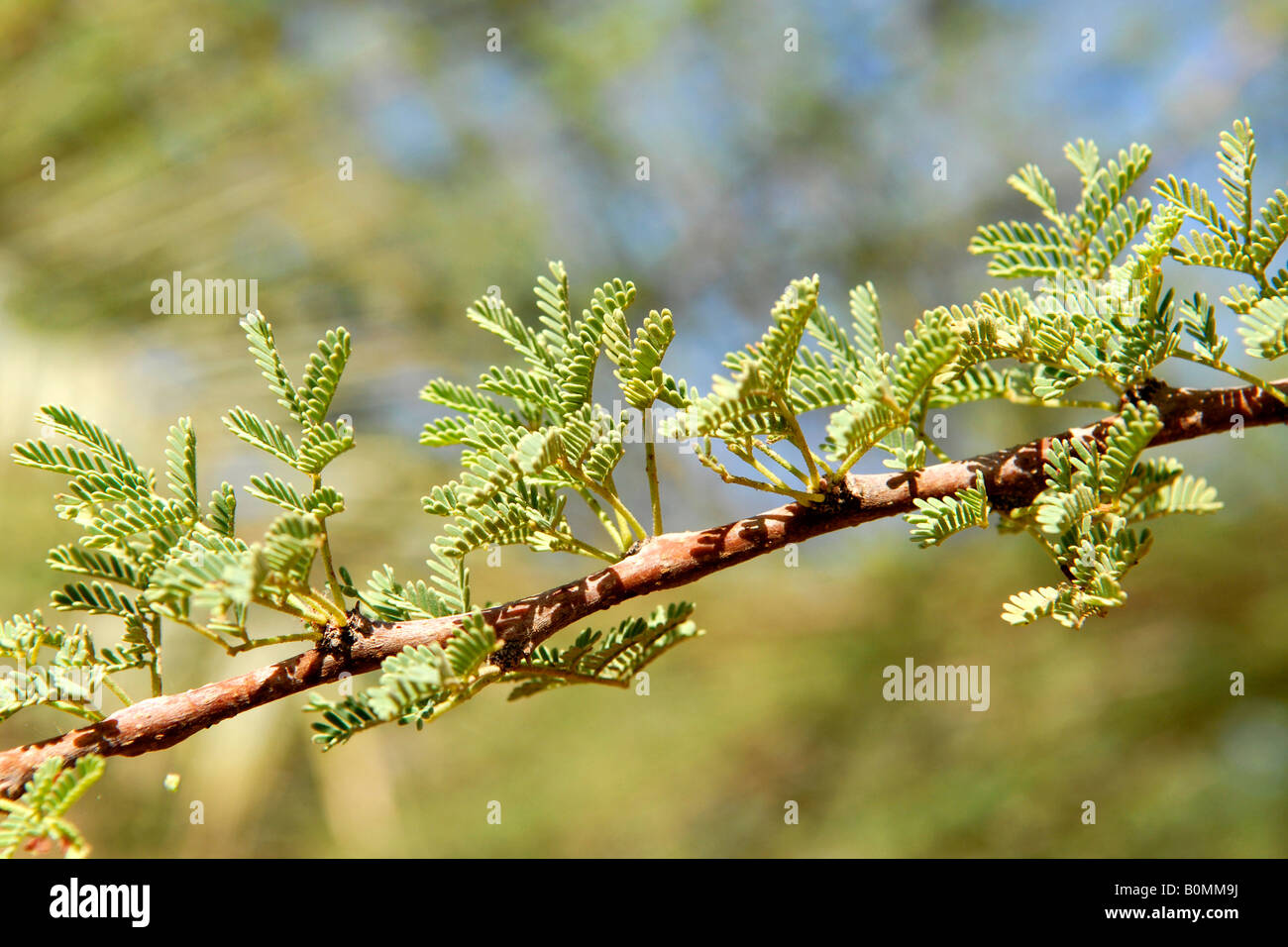 Timna Valley Park , in the Negev Desert , acacia tree with leaves and thorns in the desert Stock Photo