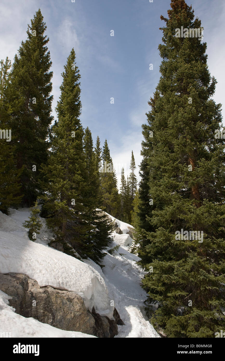 Evergreen trees grow among snow covered boulders just below 11400 ft elevation tree line Rocky Mountain National Park Colorado Stock Photo