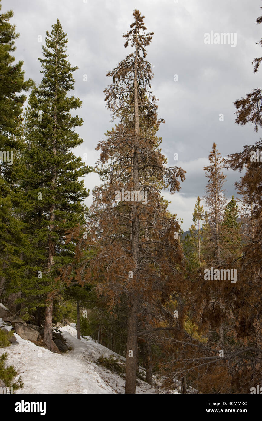 A pine tree is dying from effects of mountain pine beetles dendrotonus