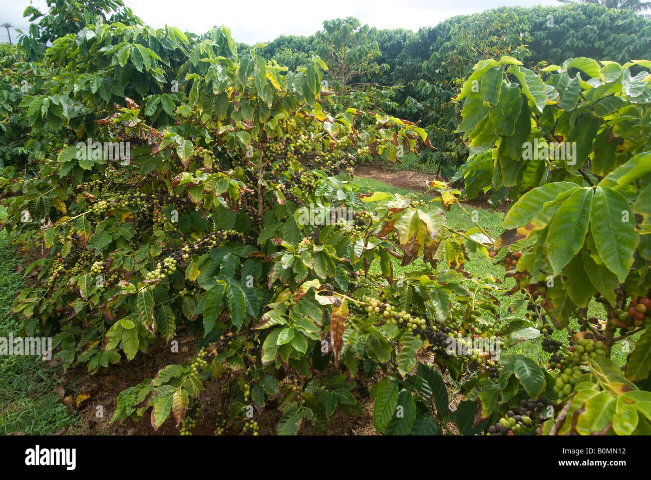 Coffee plantation, Kauai Coffee, island of Kauai, Hawaii, USA Stock ...