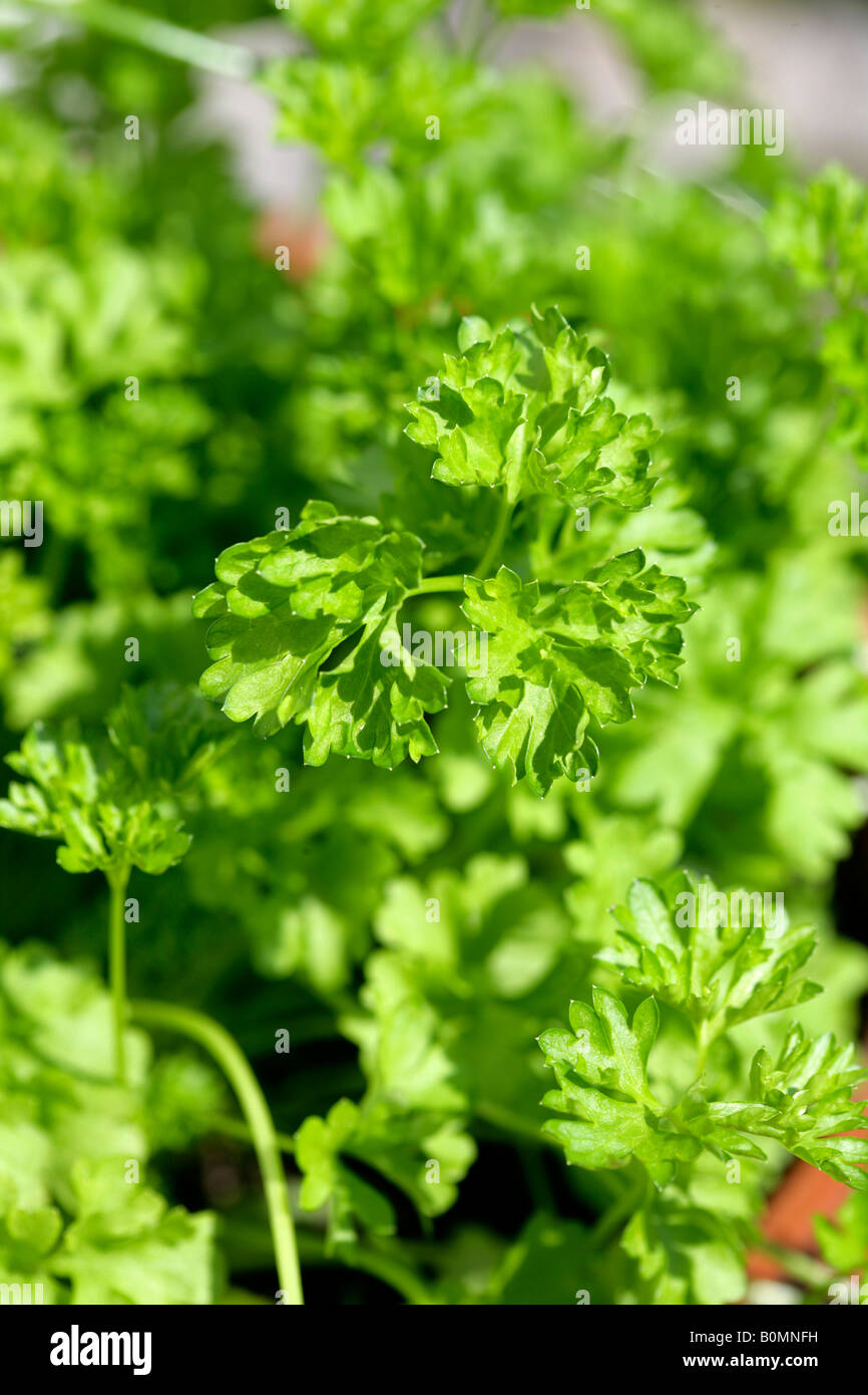 Parsley plant flowering hires stock photography and images Alamy