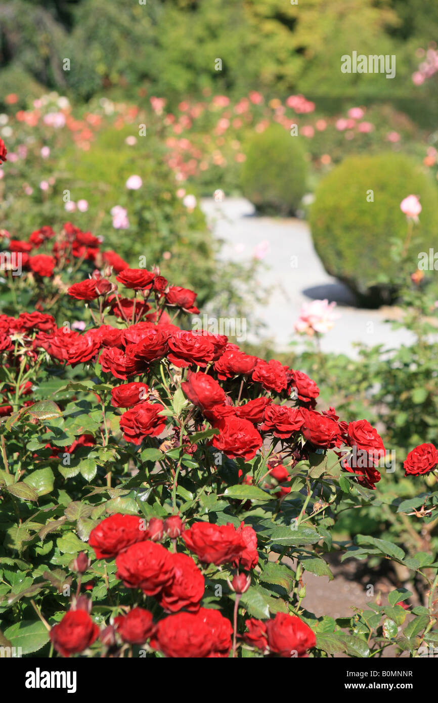 Rose garden in Botanic Gardens Christchurch New Zealand Stock Photo Alamy