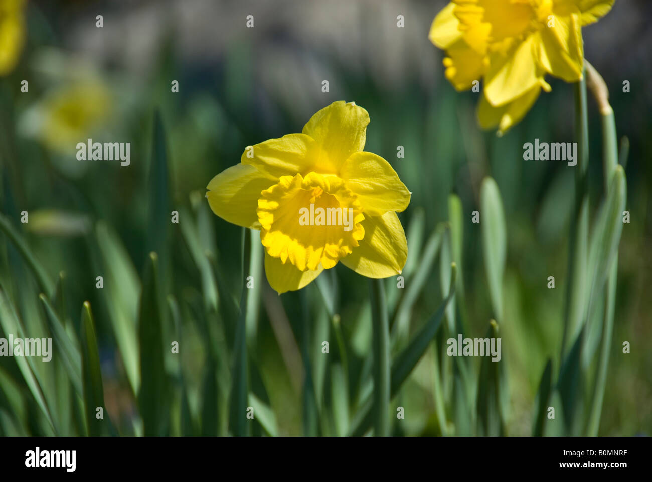 Yellow daffodil of spring Stock Photo Alamy