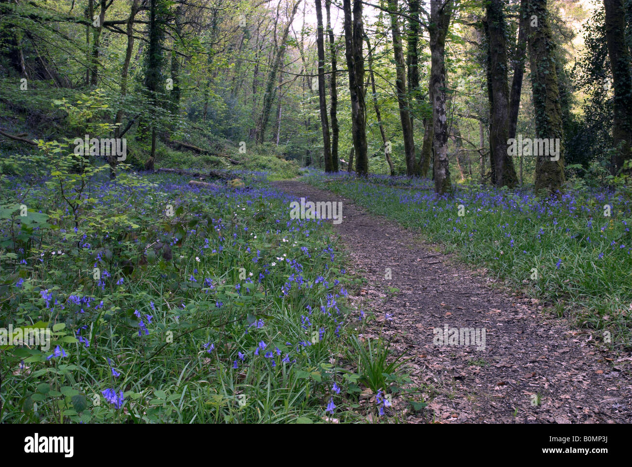 Bluebells along the River Dart in Holne Wood, Dartmoor, Devon, England Stock Photo