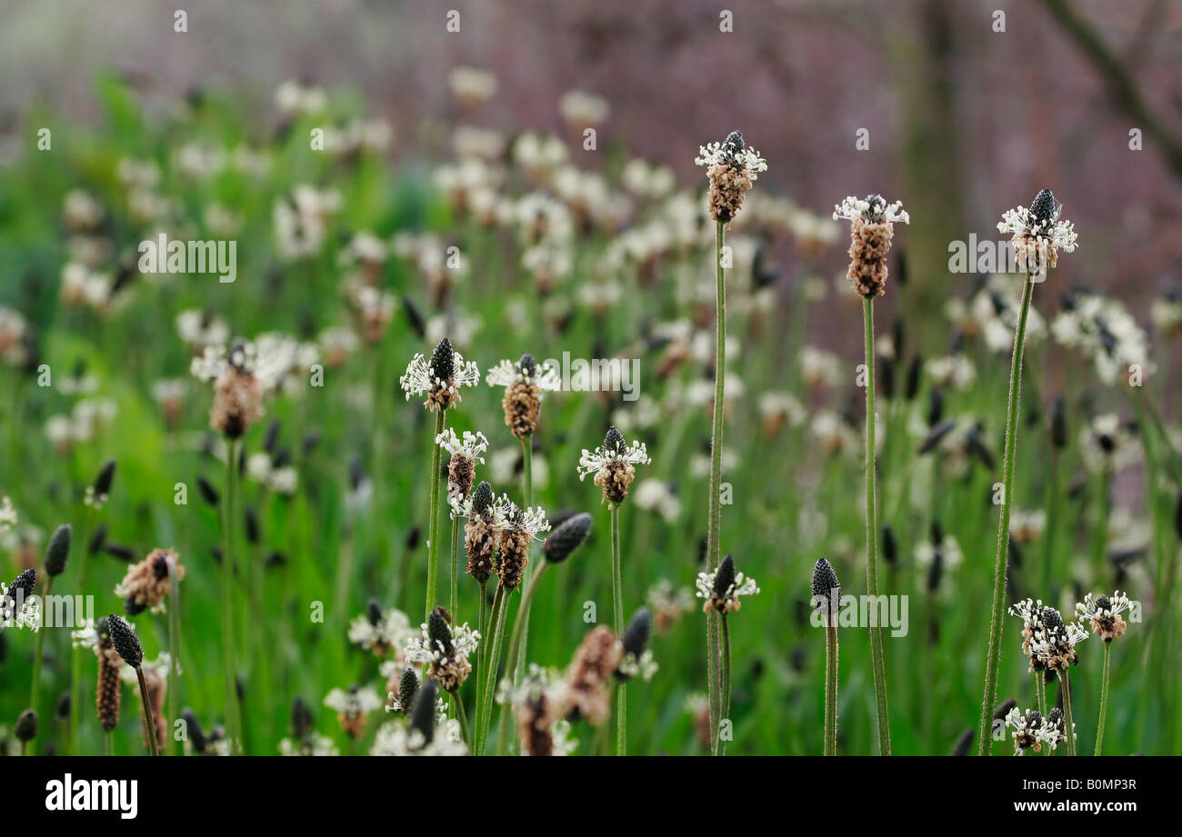 Grass seed heads Stock Photo