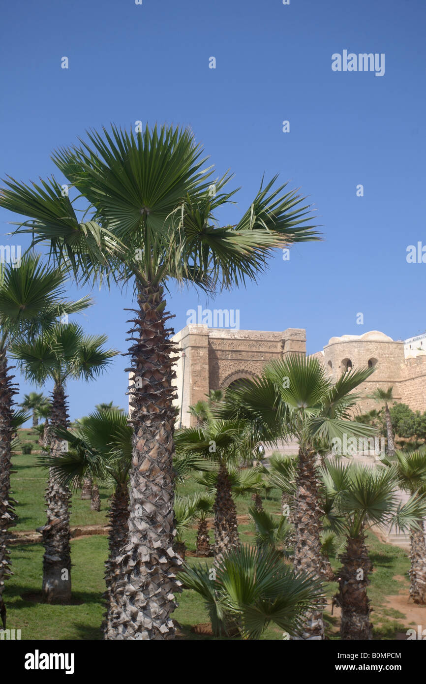 Trees Rabat Palm trees outside Bab Oudaia. Rabat, Morocco Stock Photo - Alamy