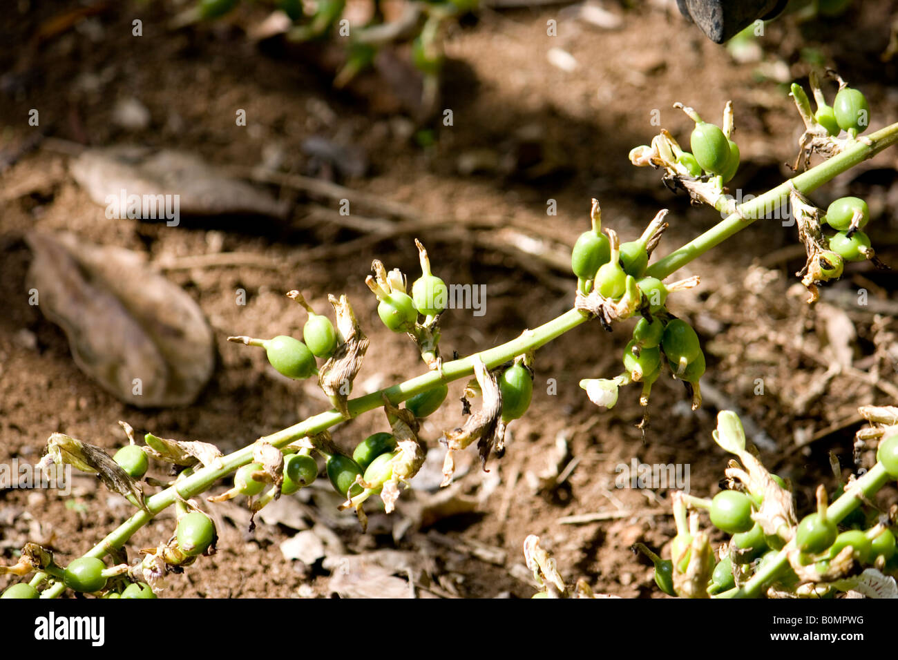 Cardamom seeds Stock Photo