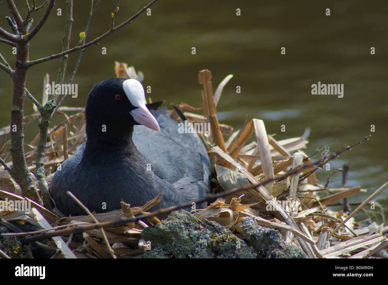 Black Coot (Fulica Atra) sitting on her nest incubating eggs, photographed at Martin Mere Wildfowl and Wetlands Trust, Burscough Stock Photo