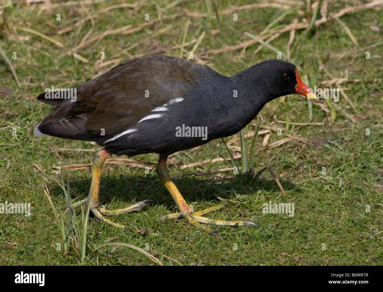 Moorhen, photographed at Martin Mere Wildfowl and Wetlands Centre (WWT) clearly showing the enormous feet. Stock Photo