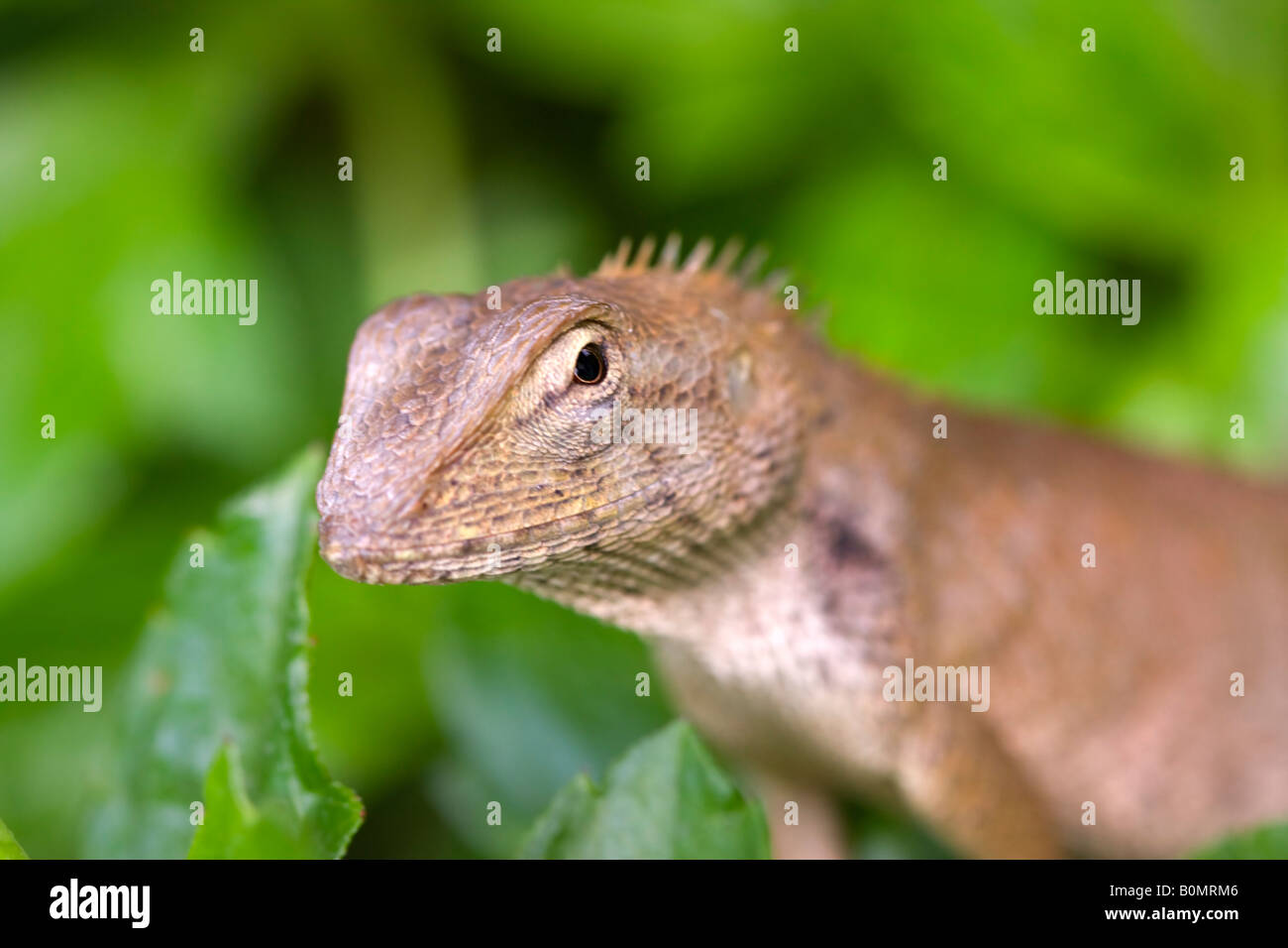 Detail of the head of a Garden Fence Lizard calotes versicolor Stock Photo