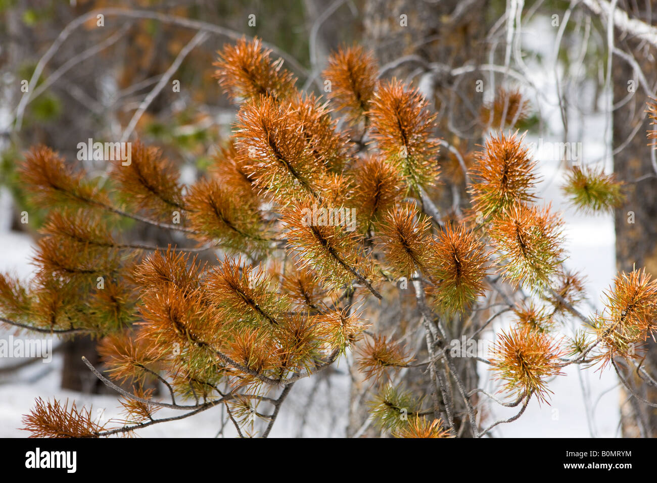 A pine tree is dying from effects of mountain pine beetles dendrotonus ponderosae in Rocky Mountain National Park Colorado USA Stock Photo