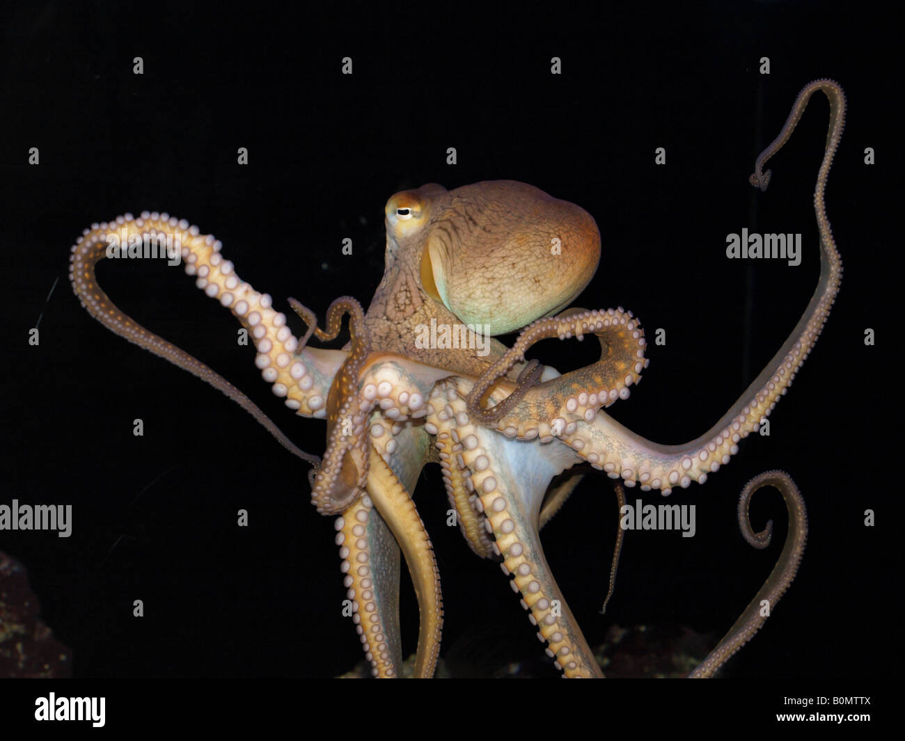 octopus Stock Photo