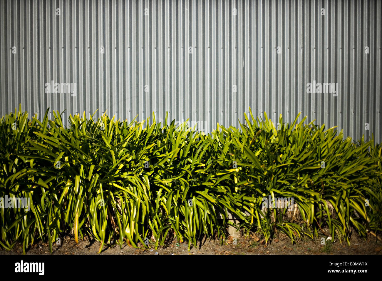 Corrugated iron fence with planted flower border New Zealand Stock Photo