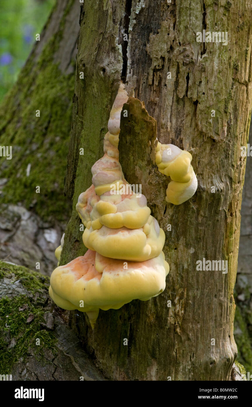 Chicken Of The Woods Fungus Laetiporus Sulphureus Surrey England chicken-of-the-woods-fungus-laetiporus-sulphureus-surrey-england