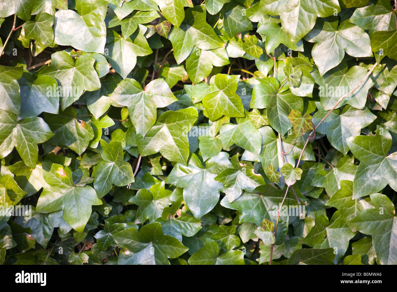 Fresh new vigorous growth with ivy leaves Stock Photo