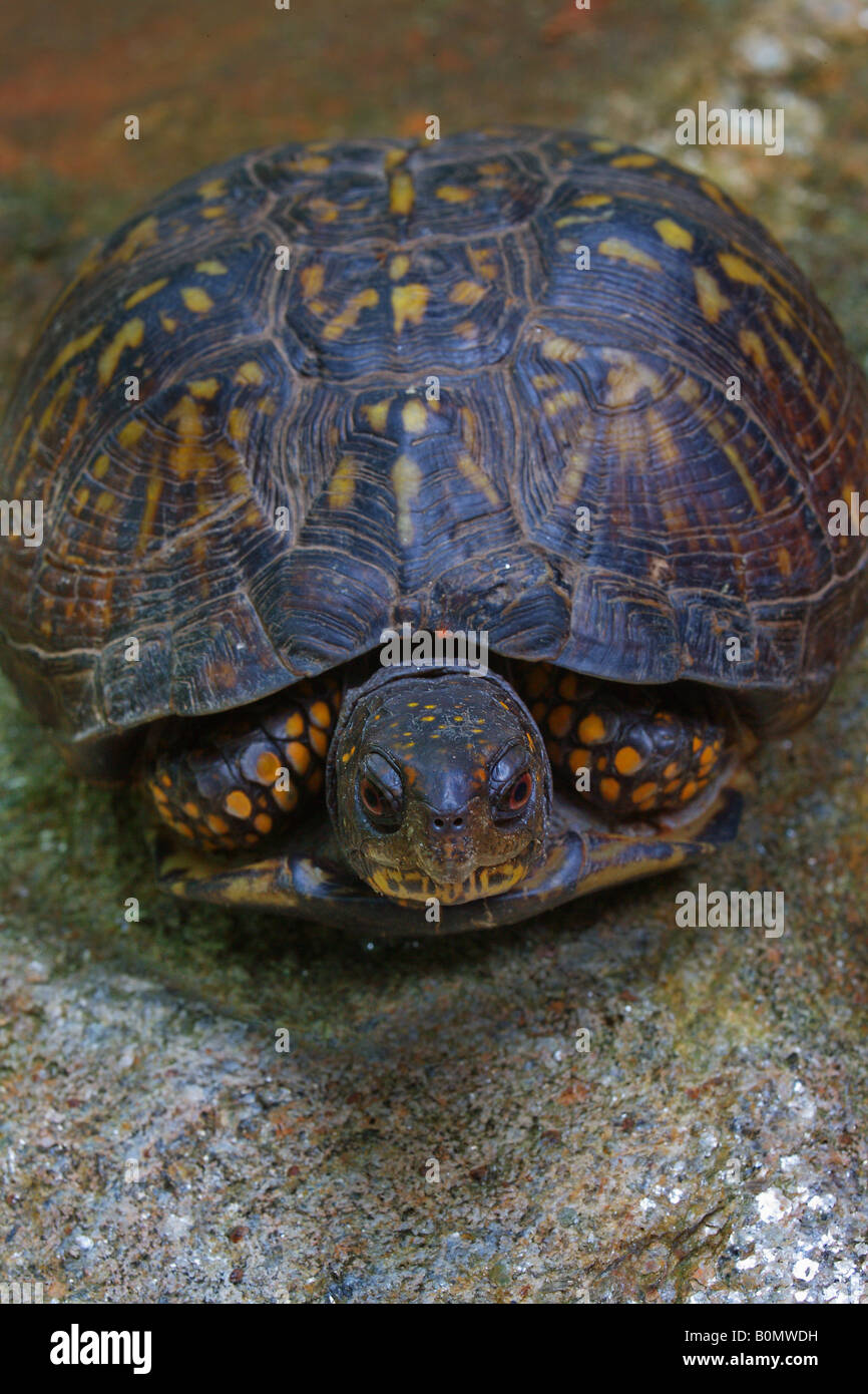 Eastern box turtle Stock Photo - Alamy