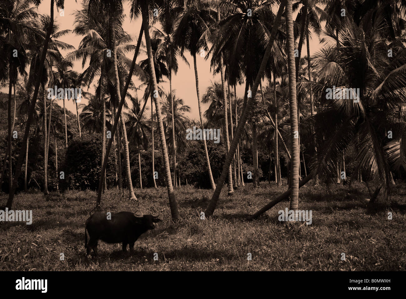 water buffalo amongst coconut tree's koh samui thailand Stock Photo