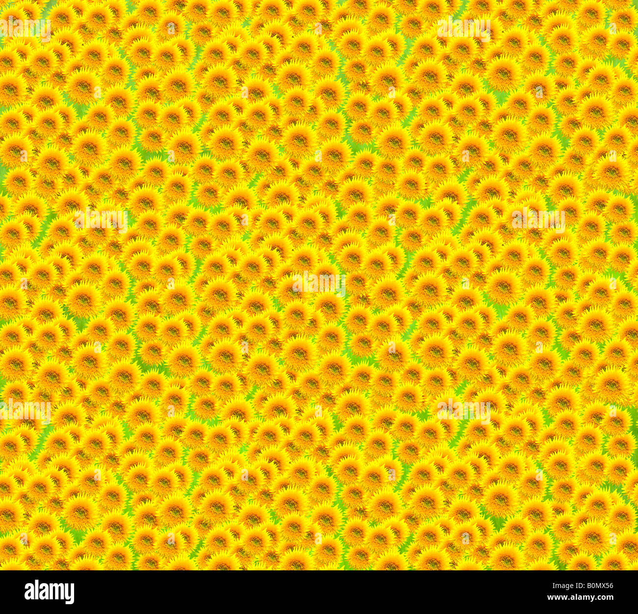 Background shot made of beautiful sunflowers Stock Photo