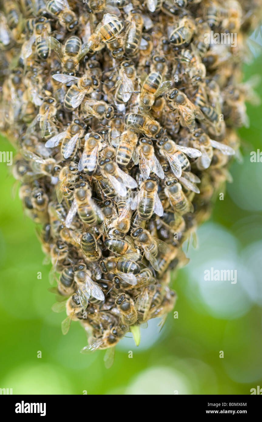 A swarm of Honeybees hanging from a Lime tree Stock Photo