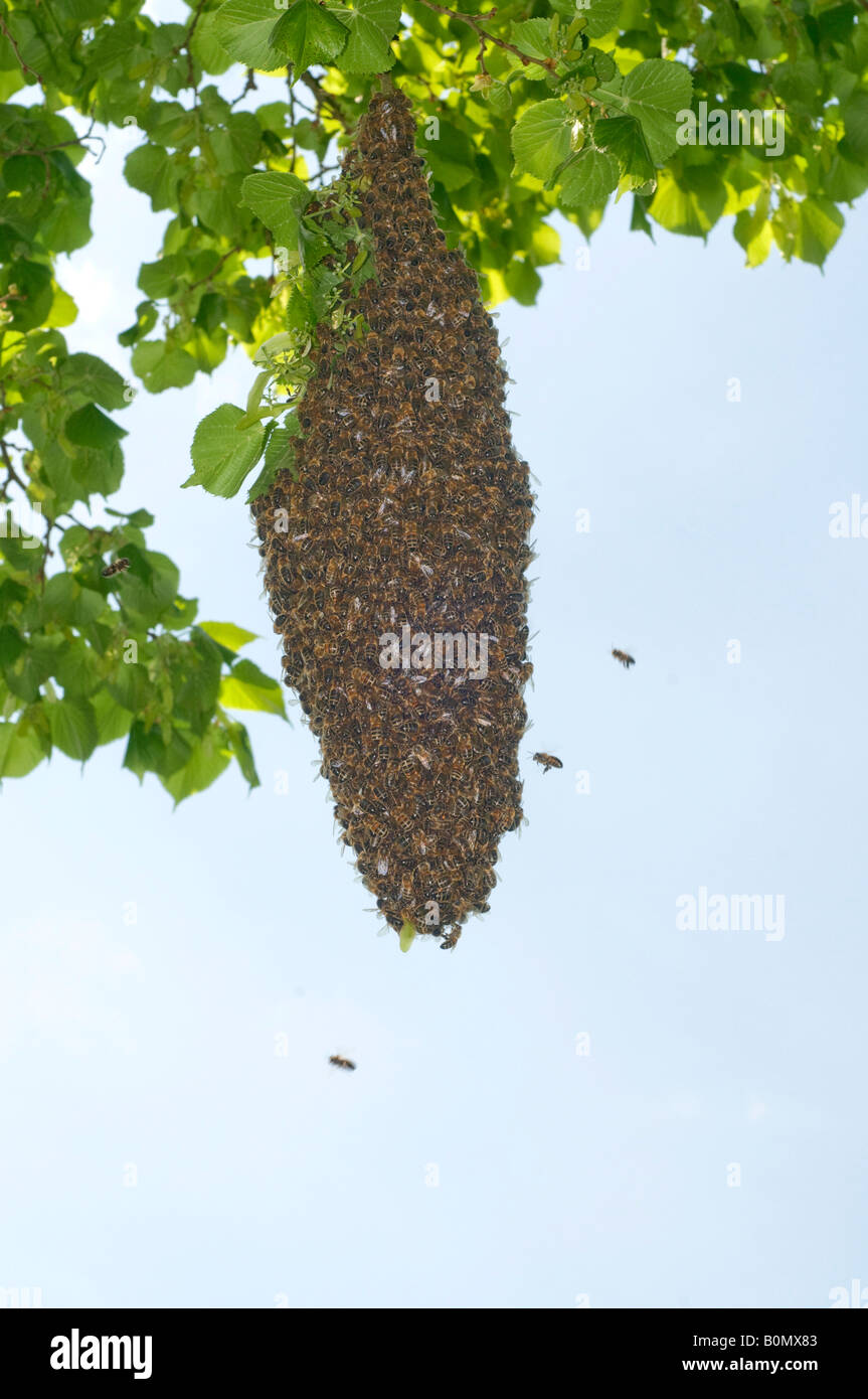 A swarm of Honeybees hanging from a Lime tree Stock Photo