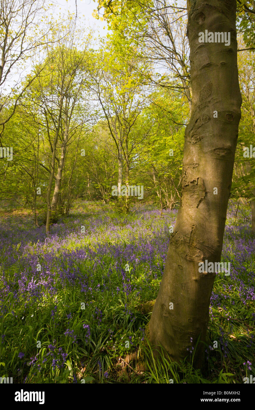 Bluebells and deciduous trees in Houghall Woods, Durham, England, UK Stock Photo