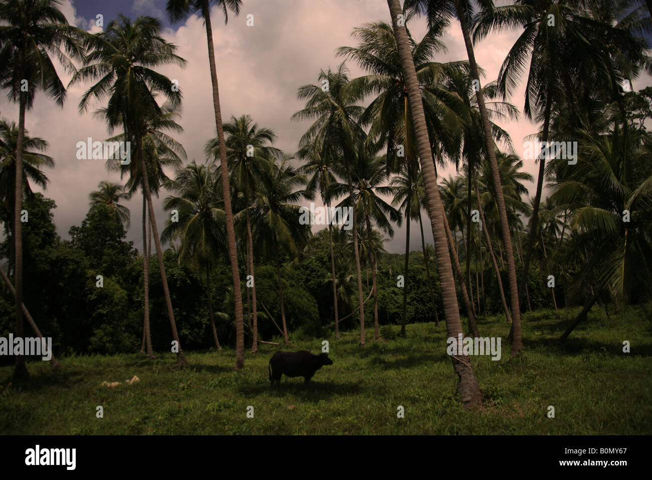 water buffalo amongst coconut tree's koh samui thailand Stock Photo