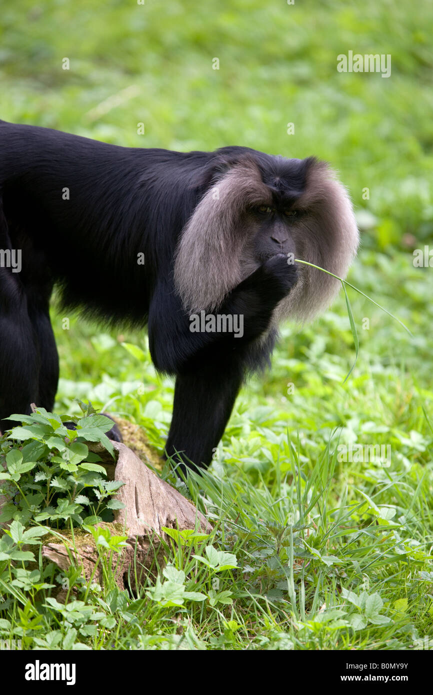 Lion-tailed Macaque eating grass - Macaca silenus Stock Photo