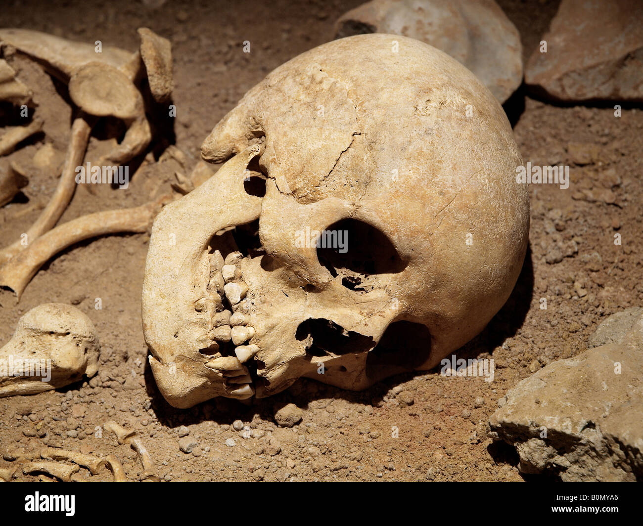Human bones in a museum,from archeologicals excavations. Stock Photo