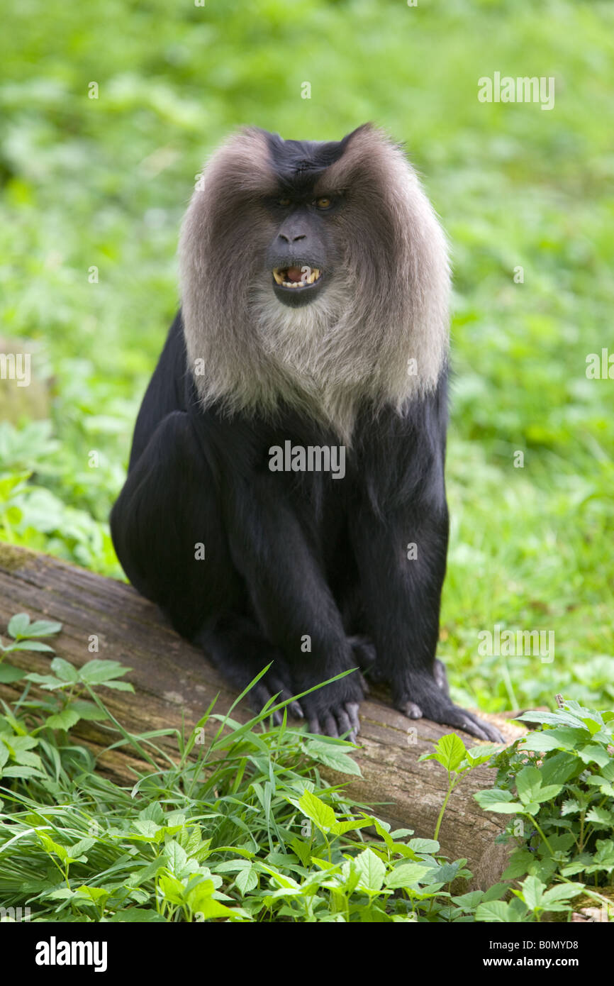 Lion-tailed Macaque showing teeth - Macaca silenus Stock Photo